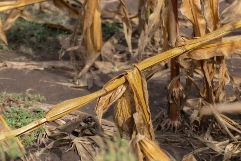 Dry stalk of corn in the field after harvest. Stock Photos