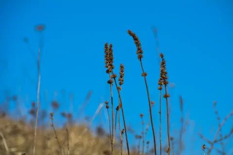 Dry stalk of grass Stock Photos