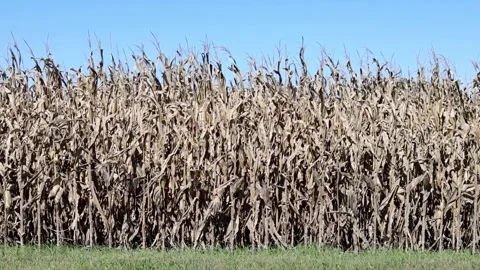 Dry standing corn moving in a breeze beneath a clear Kansas sky Stock Footage 347405161