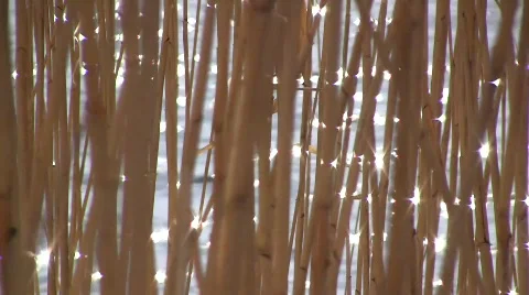 Dry stems of the common reed grass (Phragmites australis) swaying in the wind ag Stock Footage 821294