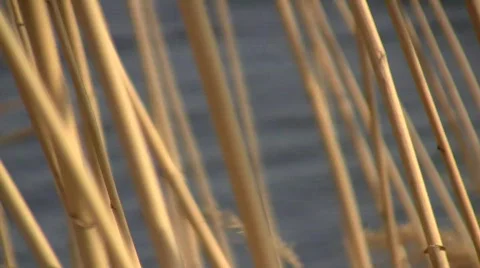 Dry stems of the common reed grass (Phragmites australis) swaying in the wind ag Stock Footage