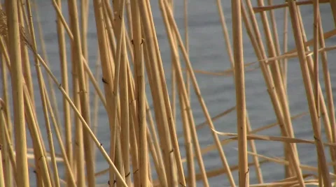 Dry stems of the common reed grass (Phragmites australis) swaying in the wind ag Stock Footage 822216