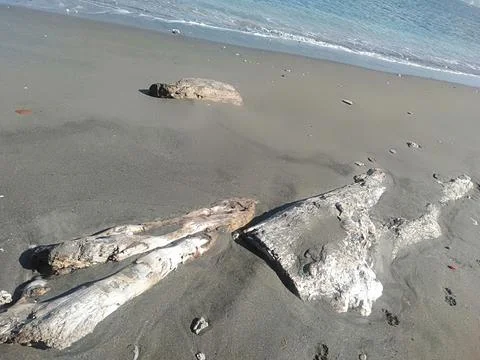 Dry stems Stock Photos