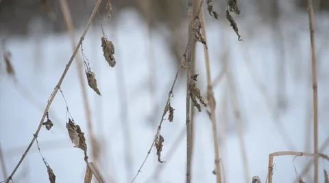 Dry stems of stinging nettle stirred by wind on snow background Stock Footage 46984122