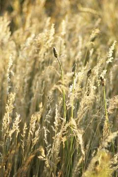 Dry steppe grass Stock Photos