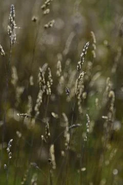 Dry steppes of field grasses rustle barely audibly in the hot August air of t Stock Photos