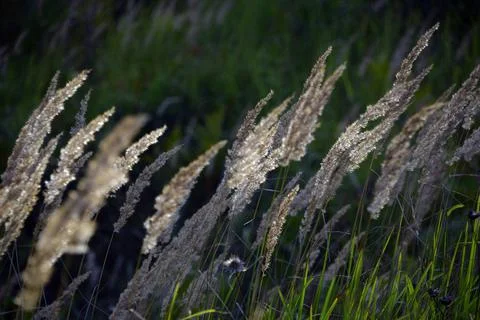 Dry steppes of field grasses rustle barely audibly in the hot August air of t Stock Photos