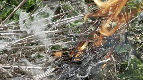 Dry sticks burn at the beginning of a fire 스톡 동영상 134912423