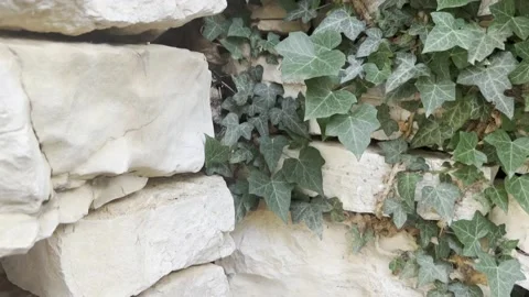 DRY STONE WALL DALMATIA 1 Stock Footage 202175228