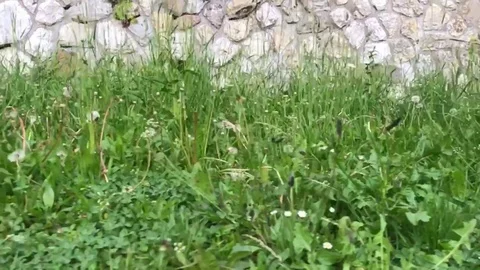 Dry stone wall made of  grey stone with high grass Stock Footage 116234233