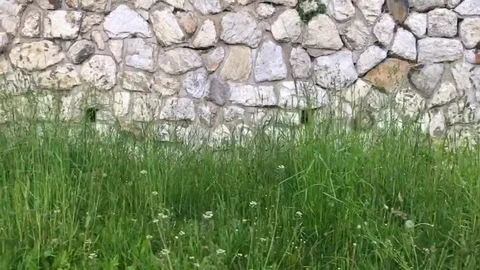Dry stone wall made of  grey stone with high grass Stock Footage 116234306