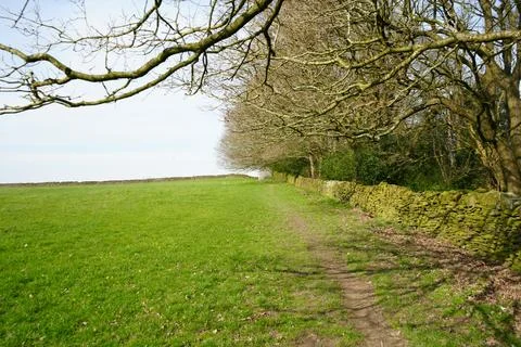 Dry Stone Wall, Path, Green Field, Bare Trees In Barlow, North East Derbyshire. 스톡 사진