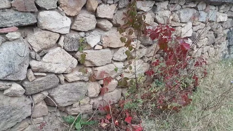 Dry stone wall with plants (background) Stock Footage 97206907