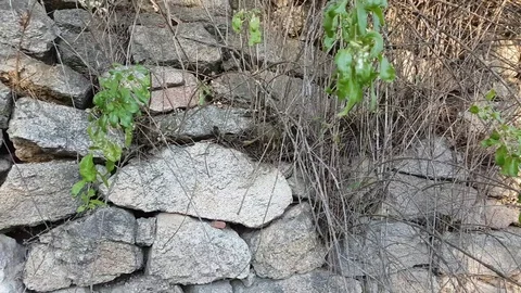 Dry stone wall with plants  (background) Vídeos de archivo 97206927