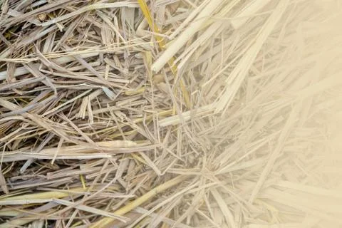Dry straw background pattern (Top View). Nature Background Stock Photos