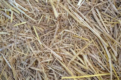 Dry straw background pattern (Top View). Nature Background Stock Photos