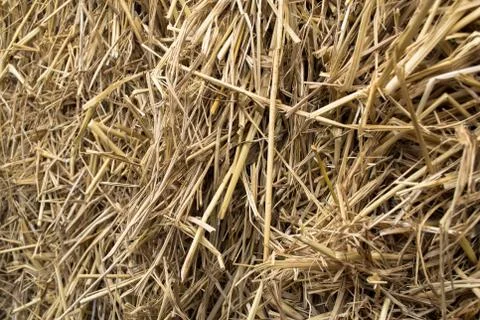 Dry straw background Foto stock
