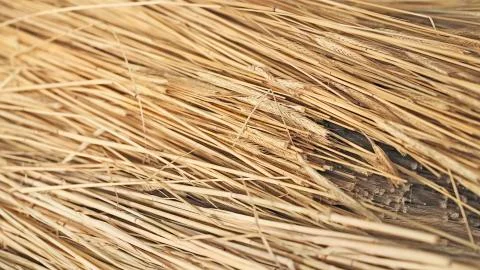 Dry straw bundle Stock Photos