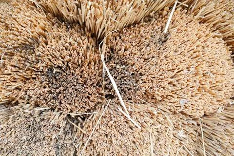Dry straw bundle Stock Photos