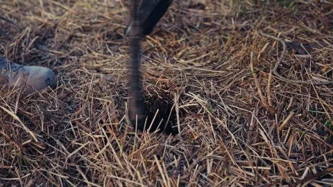 Dry Straw with Dark Hole Probed by Tool - Farm - Norway 스톡 동영상 344954829