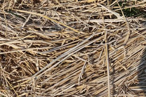 Dry straw found in rice fields has many benefits for human life Stock Photos