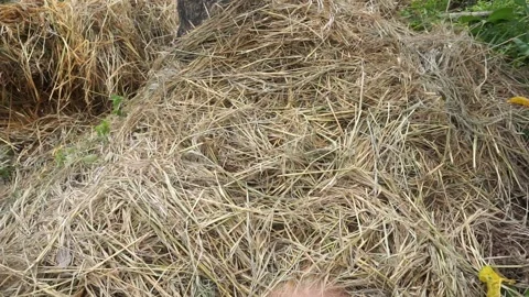 Dry straw left over from rice plants piled up in the fields Video stock 224713562