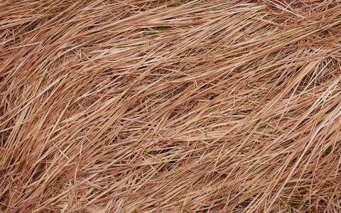 Dry straw macro shot. Background or Texture Stock Photos