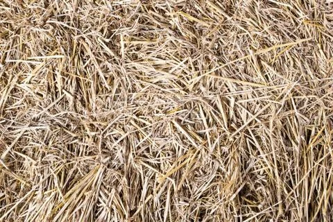 Dry straw Stock Photos