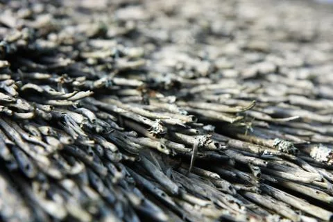 Dry straw 写真素材