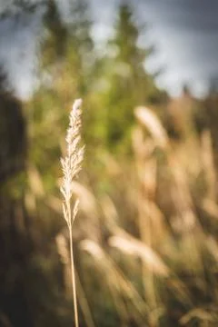 Dry straw Stock Photos