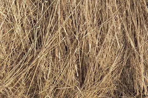 Dry straw texture background. Natural golden dried grass pattern, close-up de Stock Photos