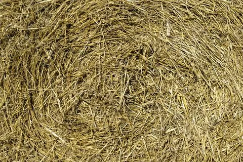 Dry straw texture background.Details close up shot of Wheat Haystack Stock Photos