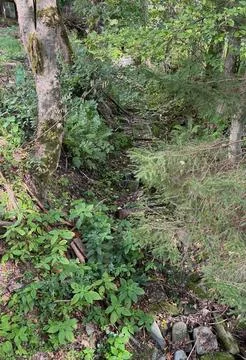 Dry stream bed after a dry summer in the Czech Republic. Stock Photos