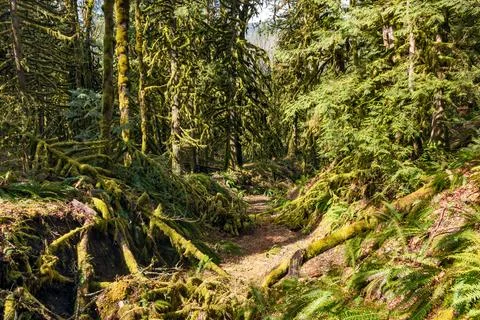 Dry stream bed in fleeced with moss forest Foto stock