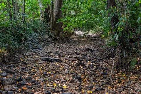 Dry stream in a hot summer Stock Photos