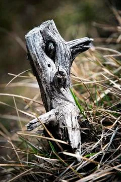 Dry stump in the grass Stock Photos