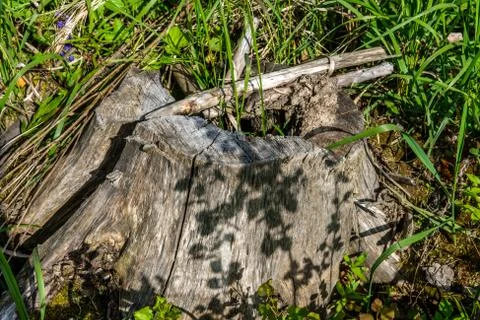 Dry stump in the grass. Stock Photos