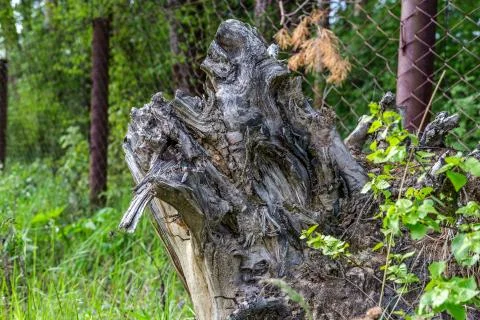 Dry stump (root) of a tree. Stock Photos