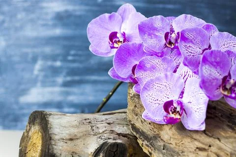 Dry stump, tree bark and orchid flowers on a colored background. Stylish appe Stock Photos