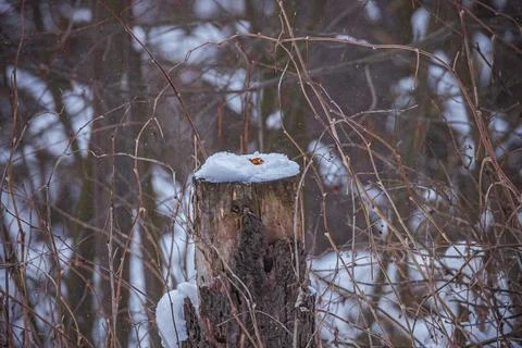 A dry stump in a winter forest Stock Photos