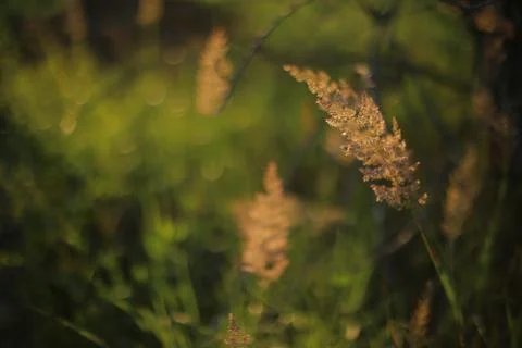 Dry summer grass. Stock Photos