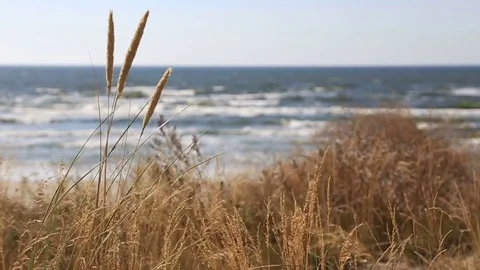 Dry summer grass swaying in the wind against the sea horizon Video stock 73461599