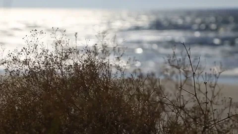 Dry summer grass swaying in the wind against the sea horizon Stock Footage 73461698