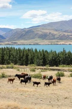 Dry summer Fotos Stock