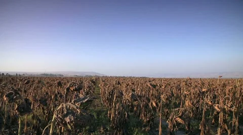 Dry Sunflower Field Stock Footage 10919462