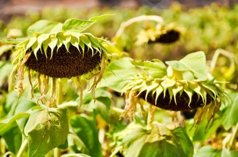 Dry sunflower field Stock Photos