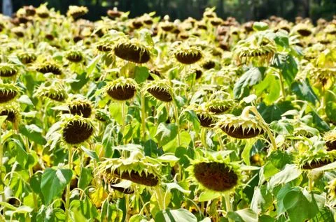 Dry sunflower field Stock Photos