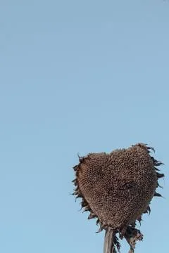 Dry sunflower head Stock Photos
