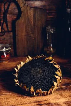 Dry sunflower head Stock Photos