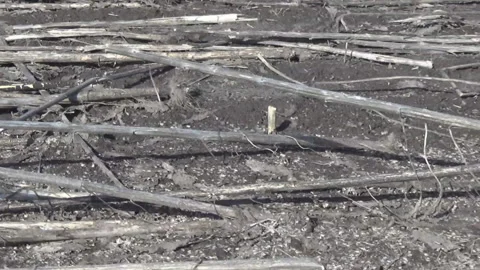 Dry sunflower trunks on the field 스톡 동영상 104294891